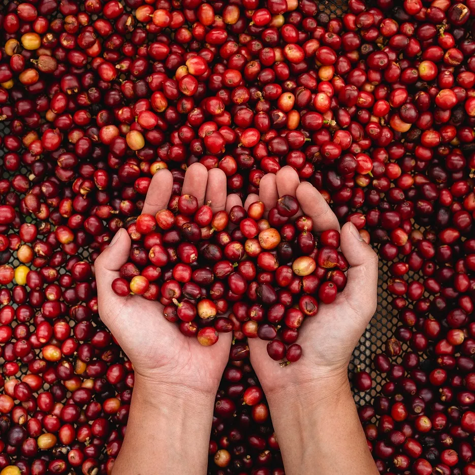 Coffee Farmer Harvesting 1