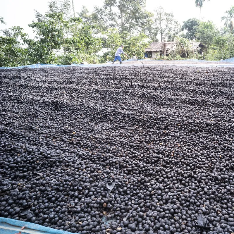 Coffee Farmer Harvesting 2