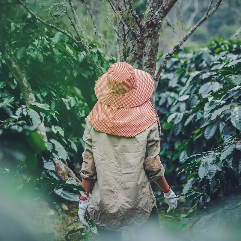 Coffee Farmer Harvesting 3