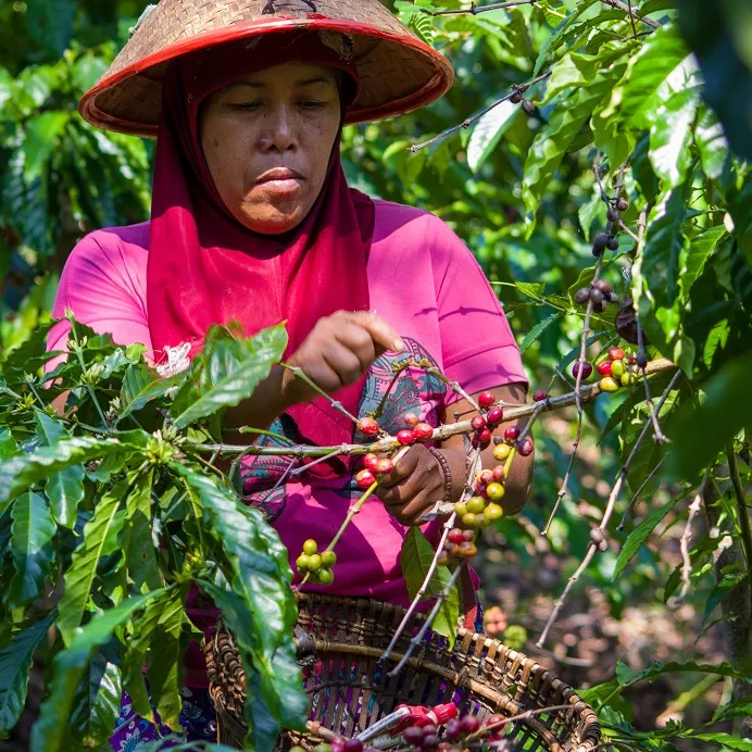 Coffee Farmer Harvesting 4