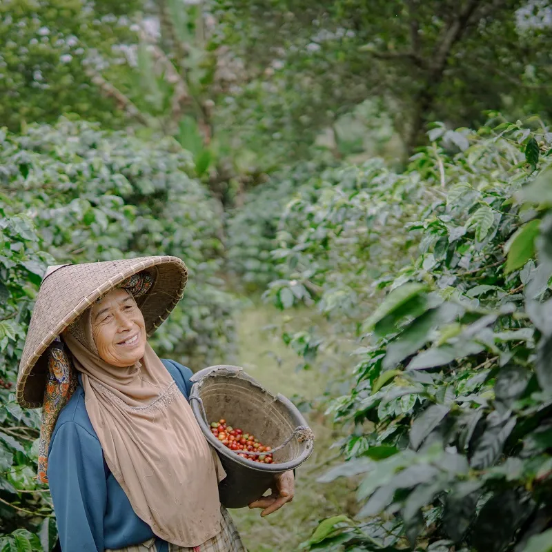 Coffee Farmer Harvesting 5
